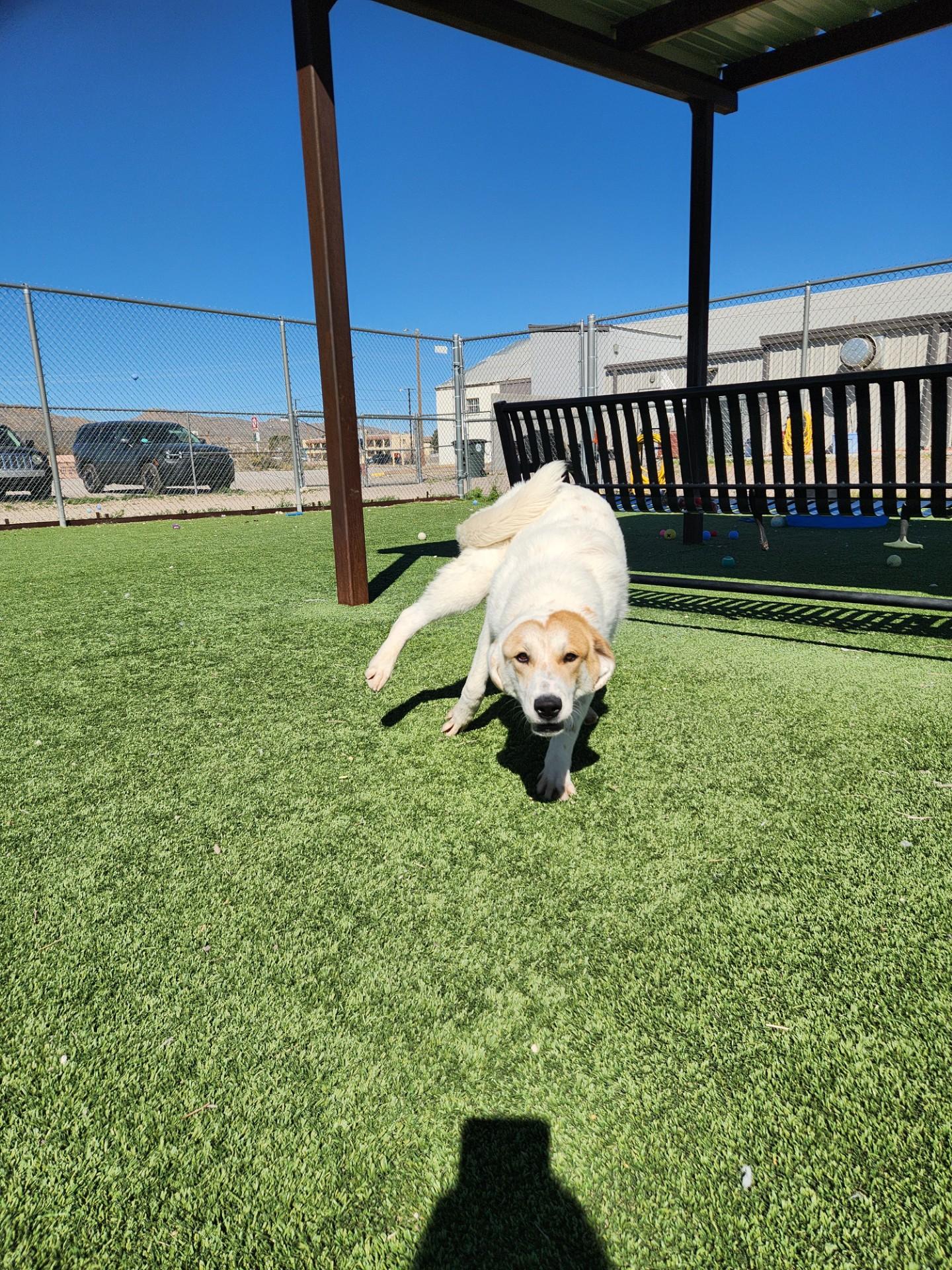 Enlarge Swan, a ADOPTABLE mixed breed in Truth or Consequences , NM image 5/6