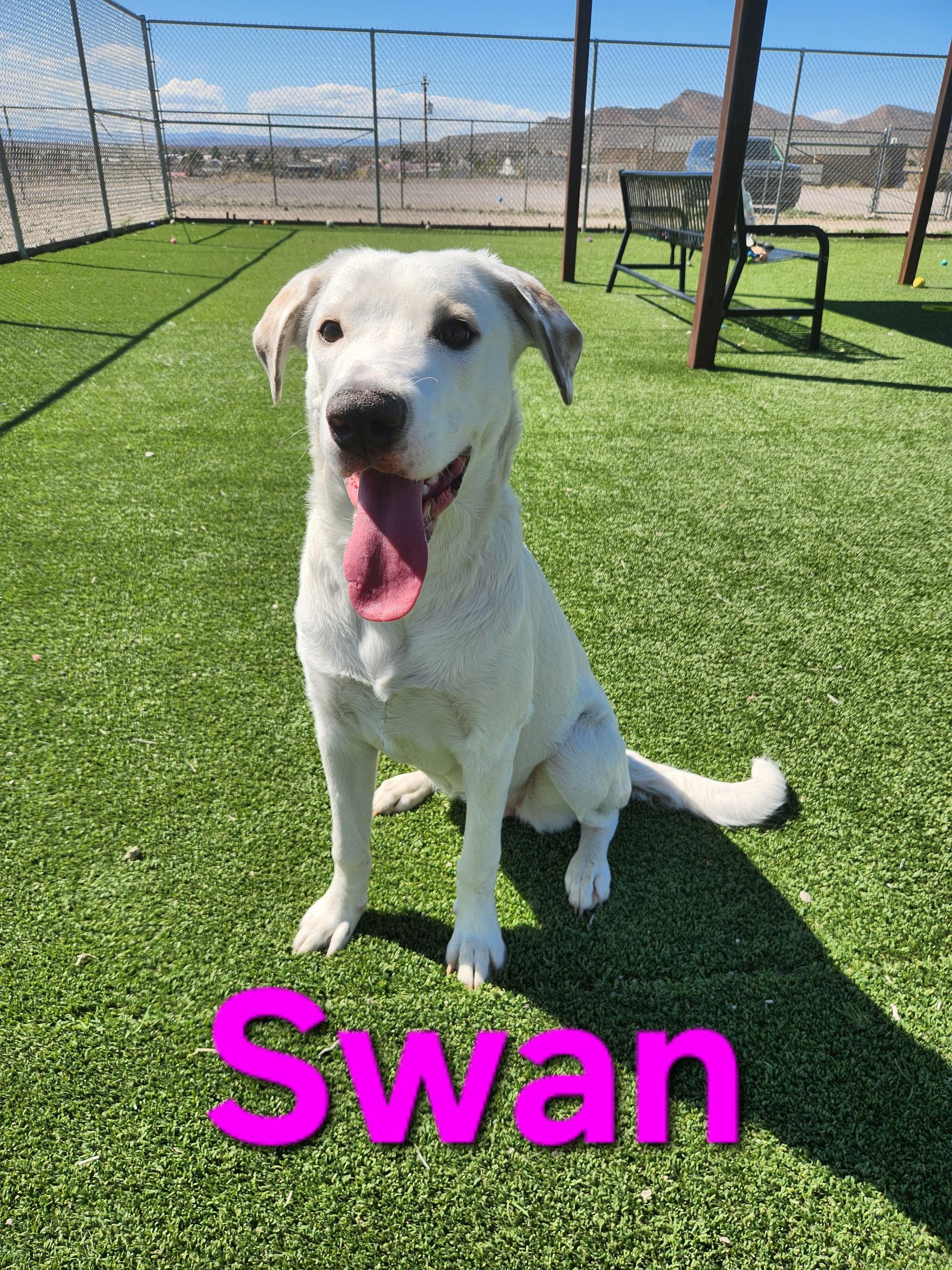 Enlarge Swan, a ADOPTABLE mixed breed in Truth or Consequences , NM image 6/6