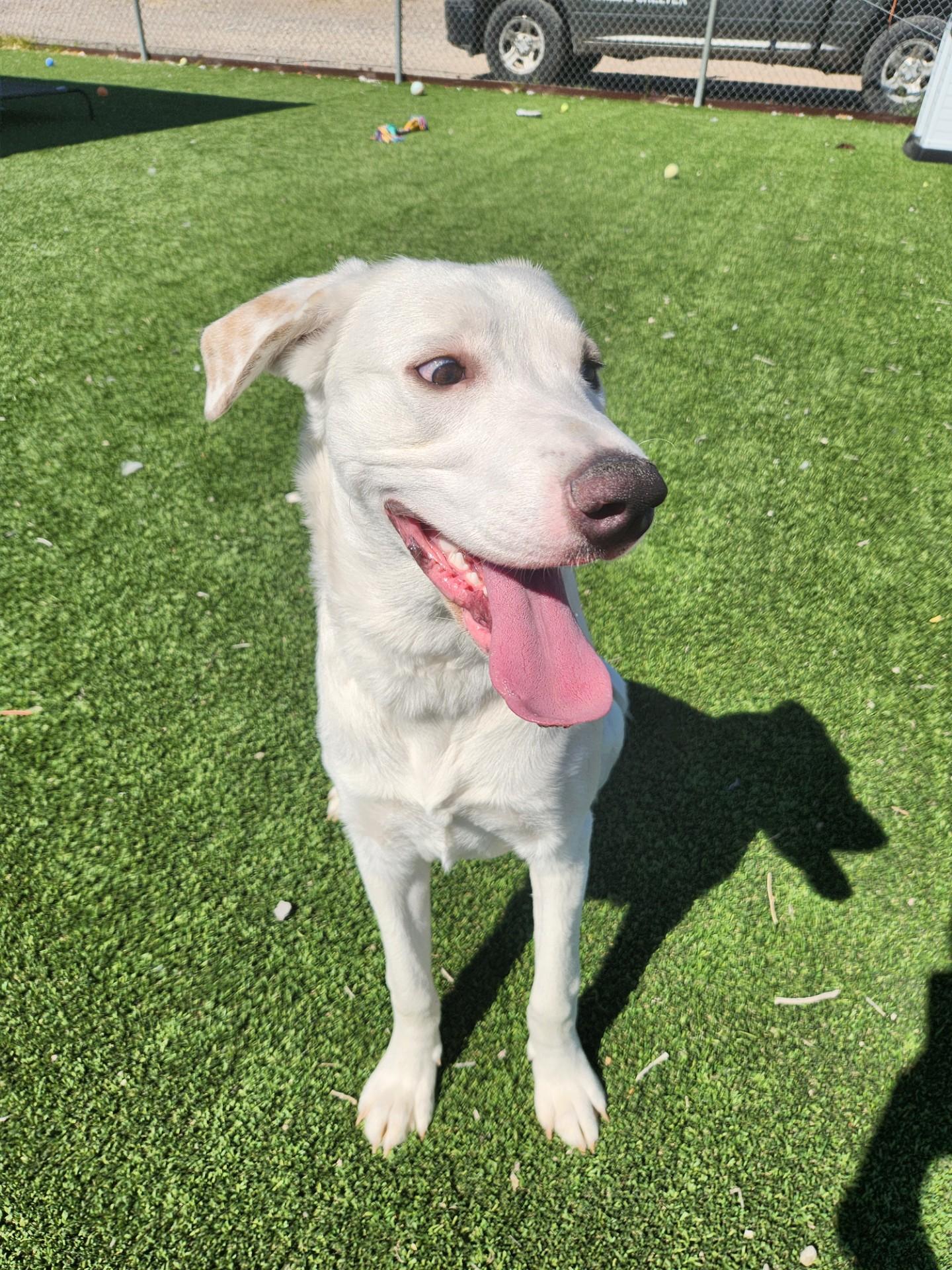 Enlarge Swan, a ADOPTABLE mixed breed in Truth or Consequences , NM image 1/6