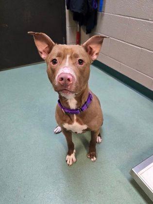 Love, ADOPTABLE, Adult Female Pit Bull Terrier.