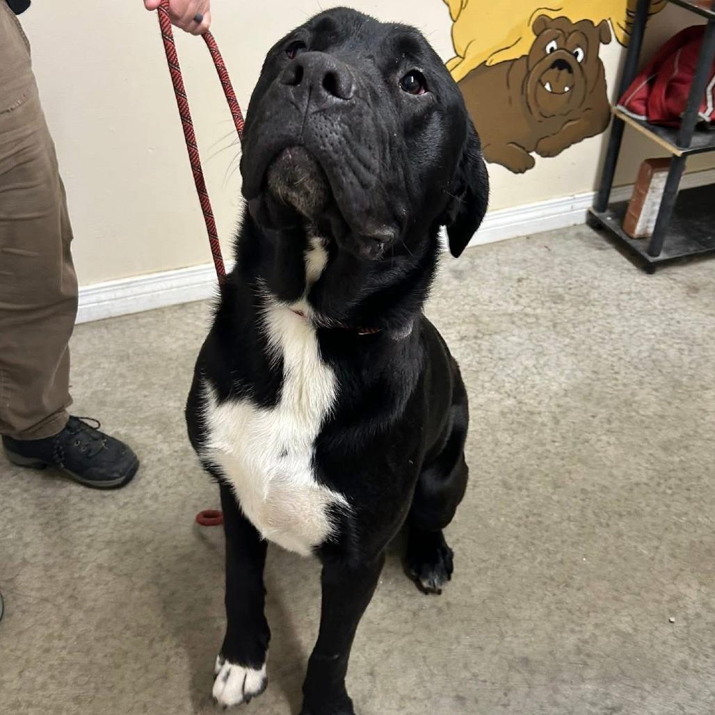 Buddy aka Major, Adoptable, Young Male Newfoundland Dog & Labrador Retriever.