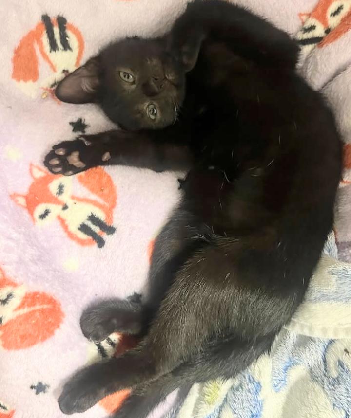 Parcheesi, a Adopted Domestic Short Hair in Brooklyn, NY image 3/3