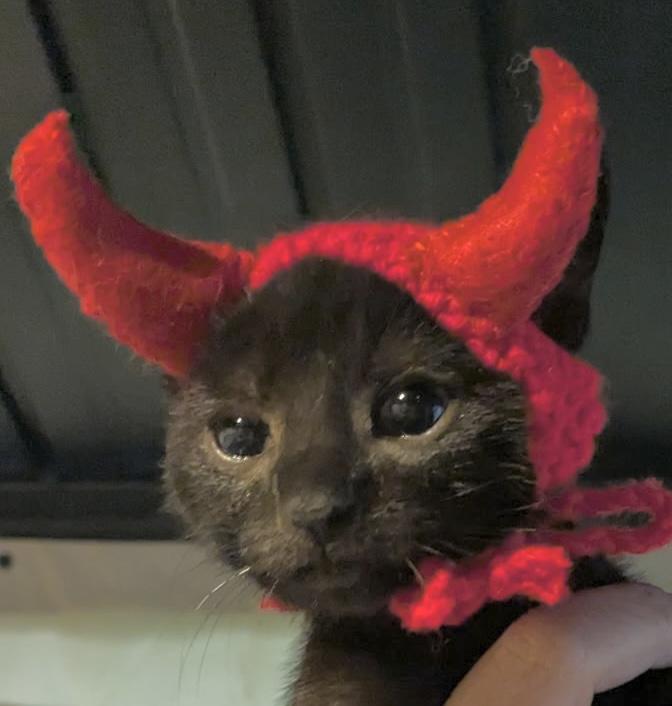 Parcheesi, Adopted, Kitten Male Domestic Short Hair.