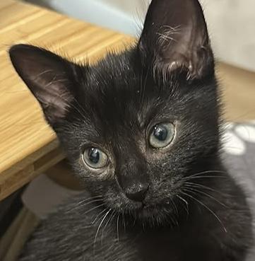 Parcheesi, a Adopted Domestic Short Hair in Brooklyn, NY image 2/3