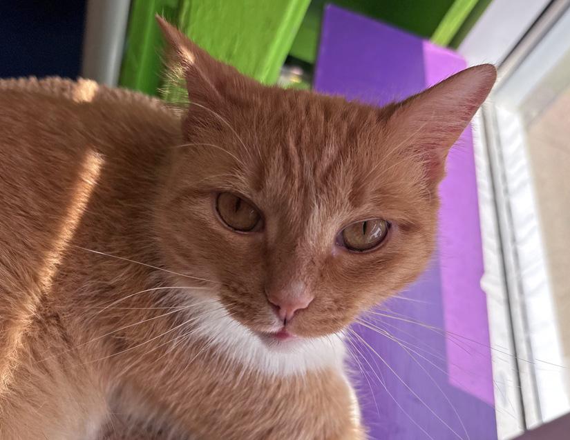Enlarge Cooper, a Adoptable Domestic Short Hair in Columbus, IN image 2/2
