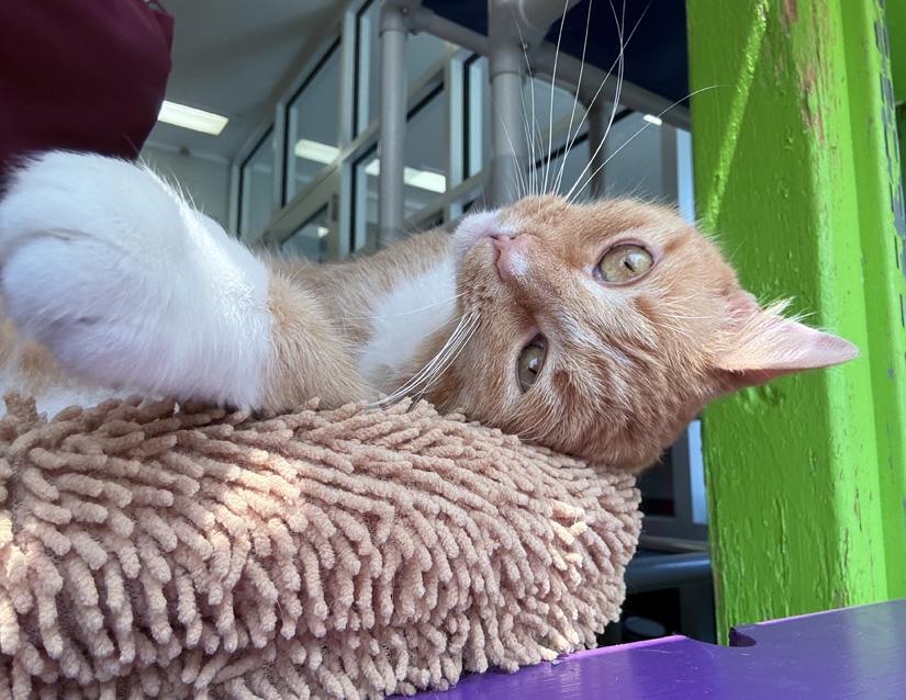 Cooper, Adoptable, Adult Male Domestic Short Hair.