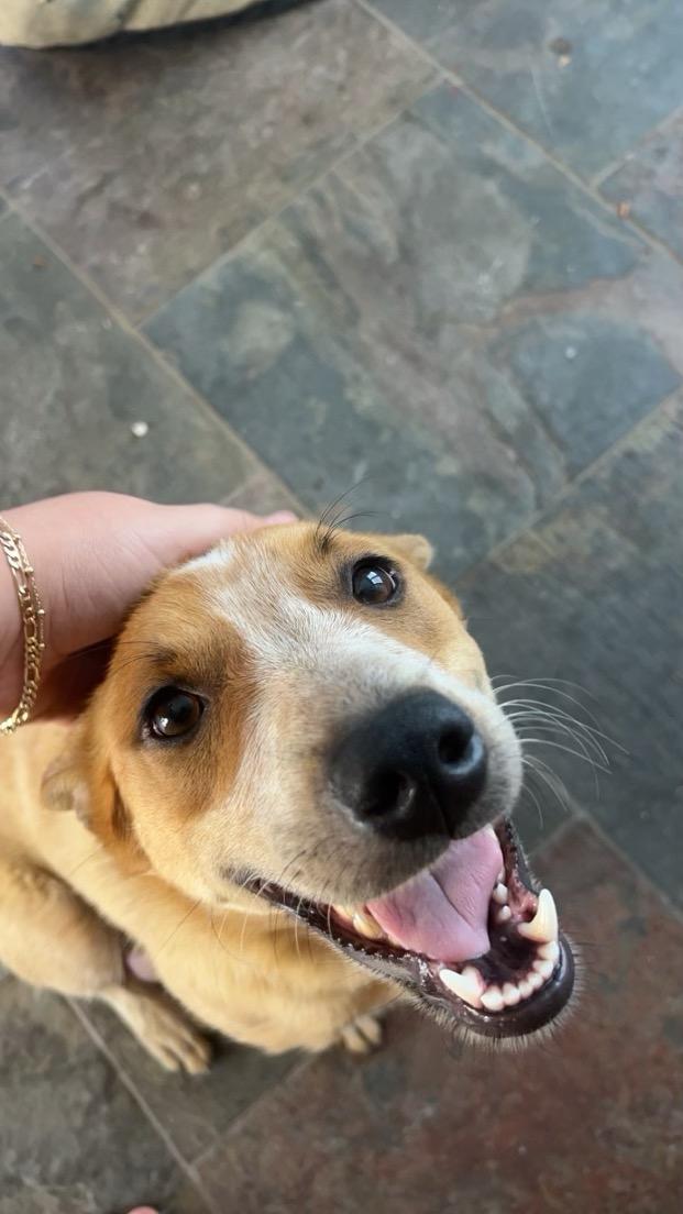 Cattle dog mixes photo 4