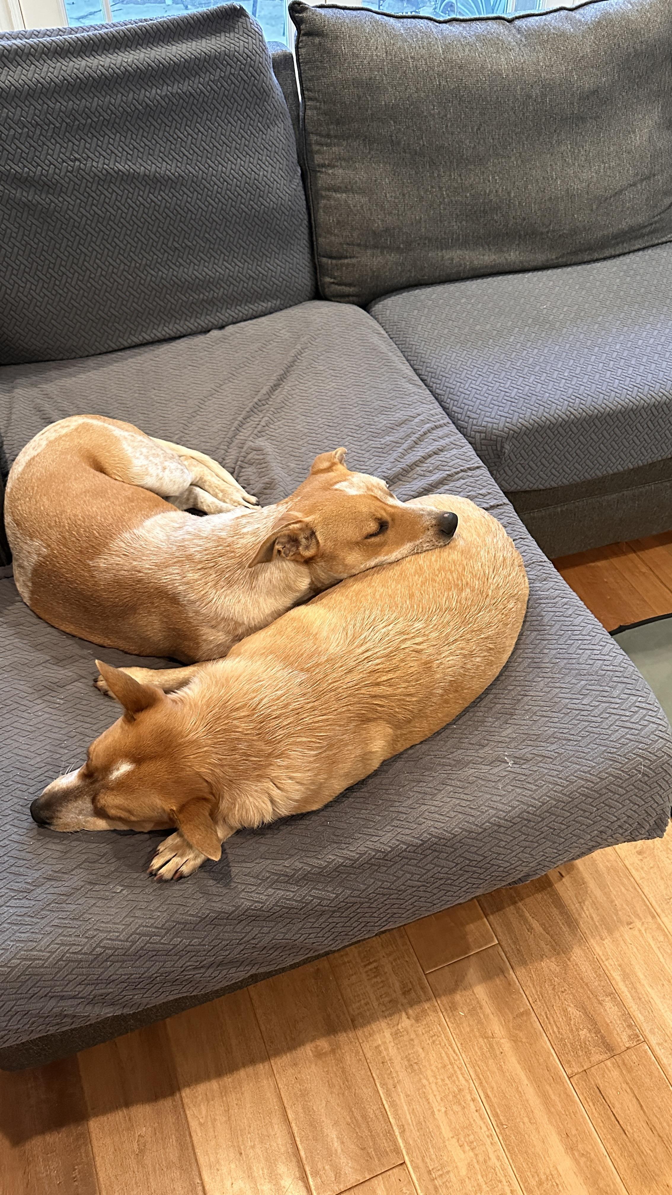 Cattle dog mixes photo 2