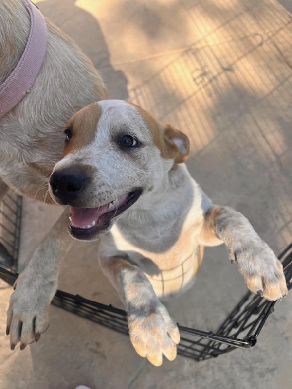 Cattle dog mixes photo 3