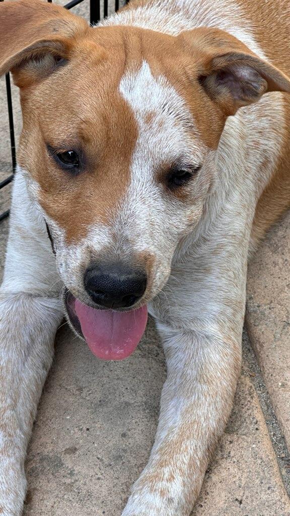 Cattle dog mixes, Young Female Australian Cattle Dog / Blue Heeler