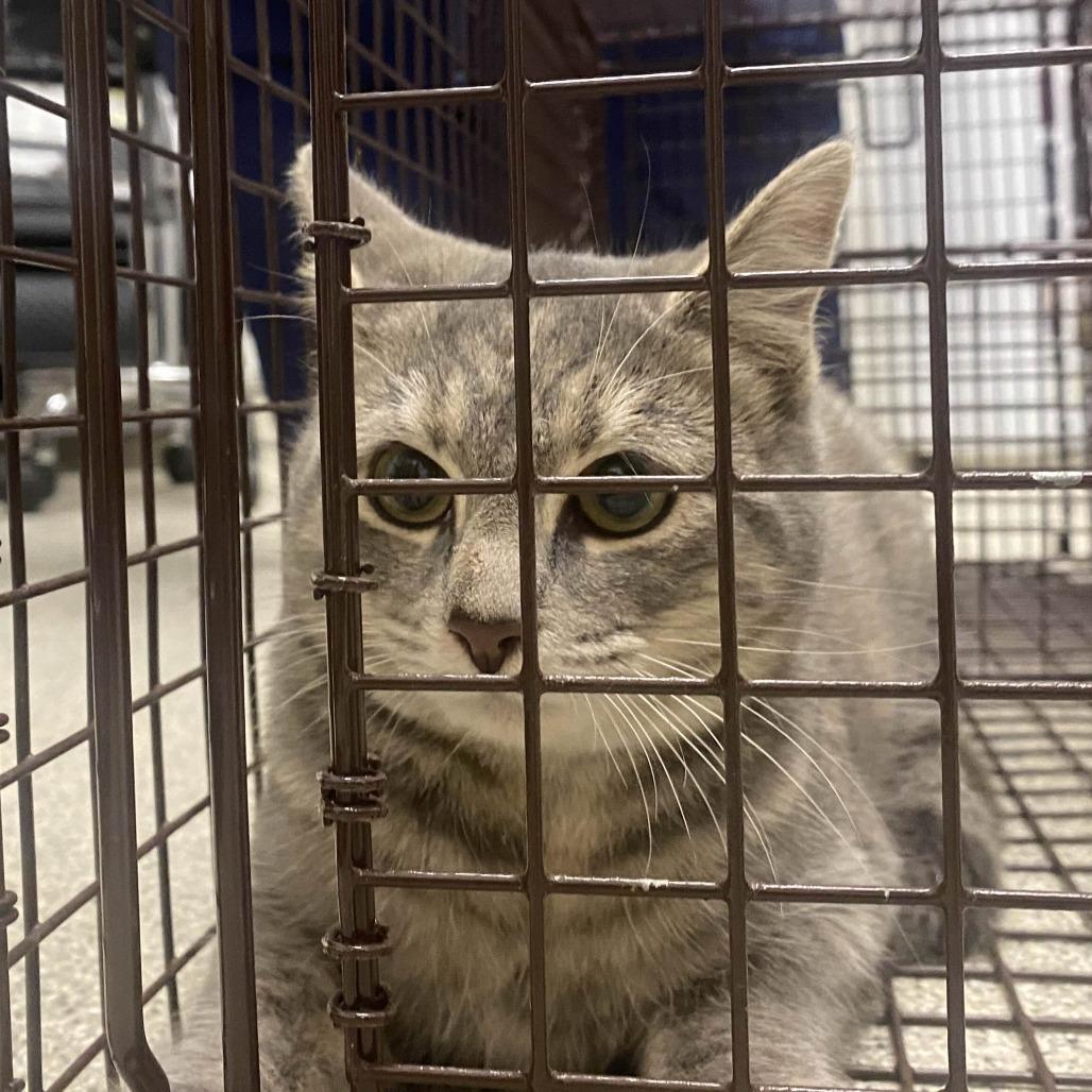 Meowtin Dew (Code Gray), Adoptable, Young Female Domestic Short Hair.