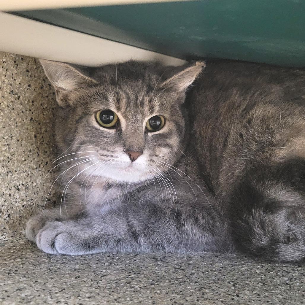 Meowtin Dew (Code Gray), Adoptable, Young Female Domestic Short Hair.