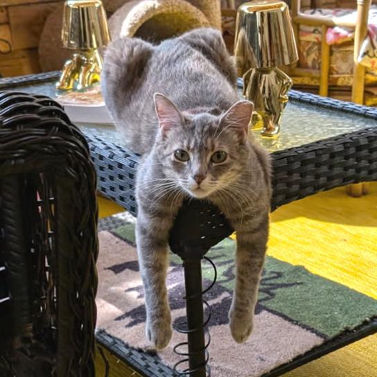 Enlarge Meowtin Dew (Code Gray), a Adoptable Domestic Short Hair in Gloucester, VA image 2/2