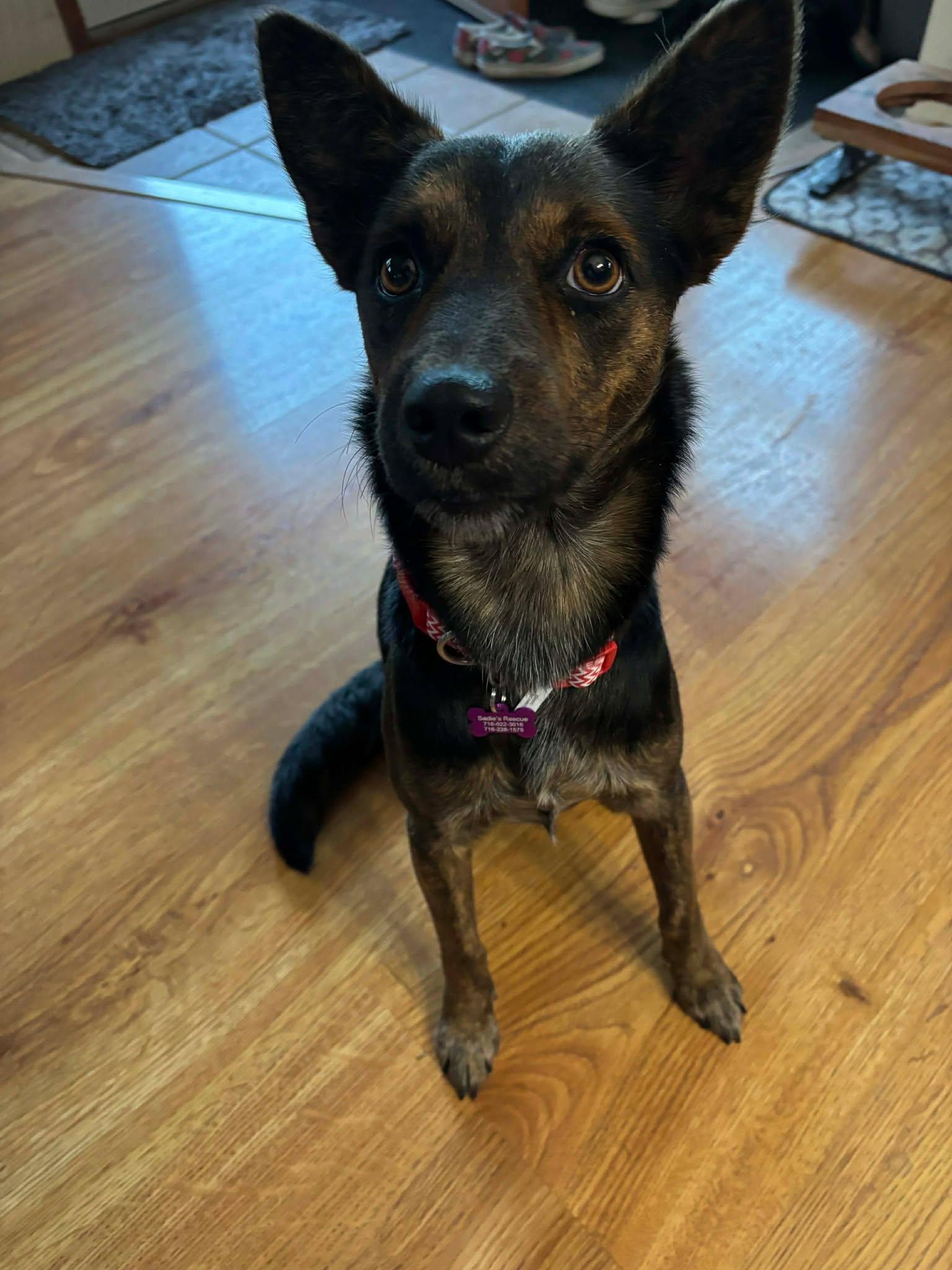 Lyric, a Adopted Cattle Dog in Springville, NY image 1/3