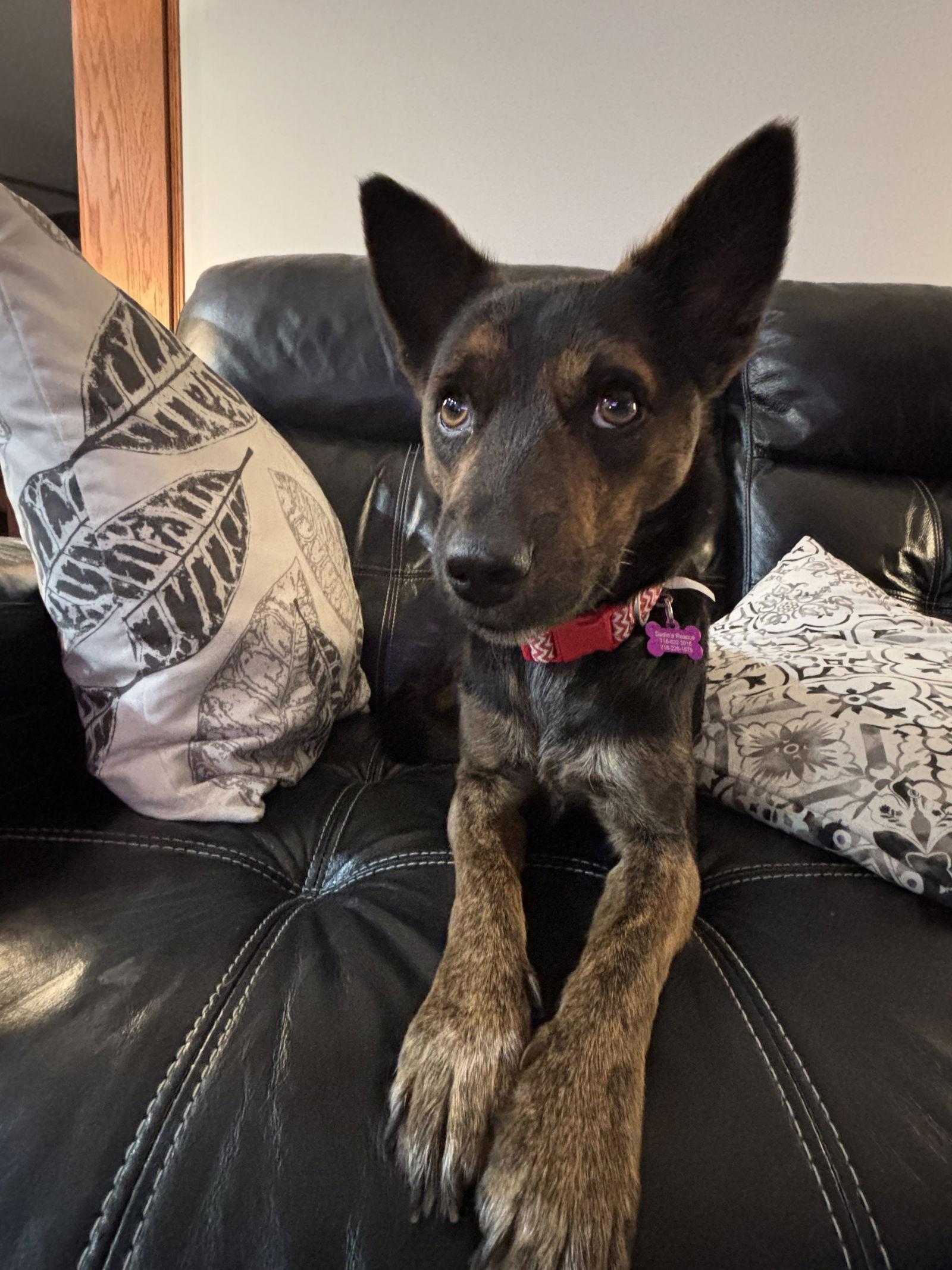 Lyric, a Adopted Cattle Dog in Springville, NY image 2/3
