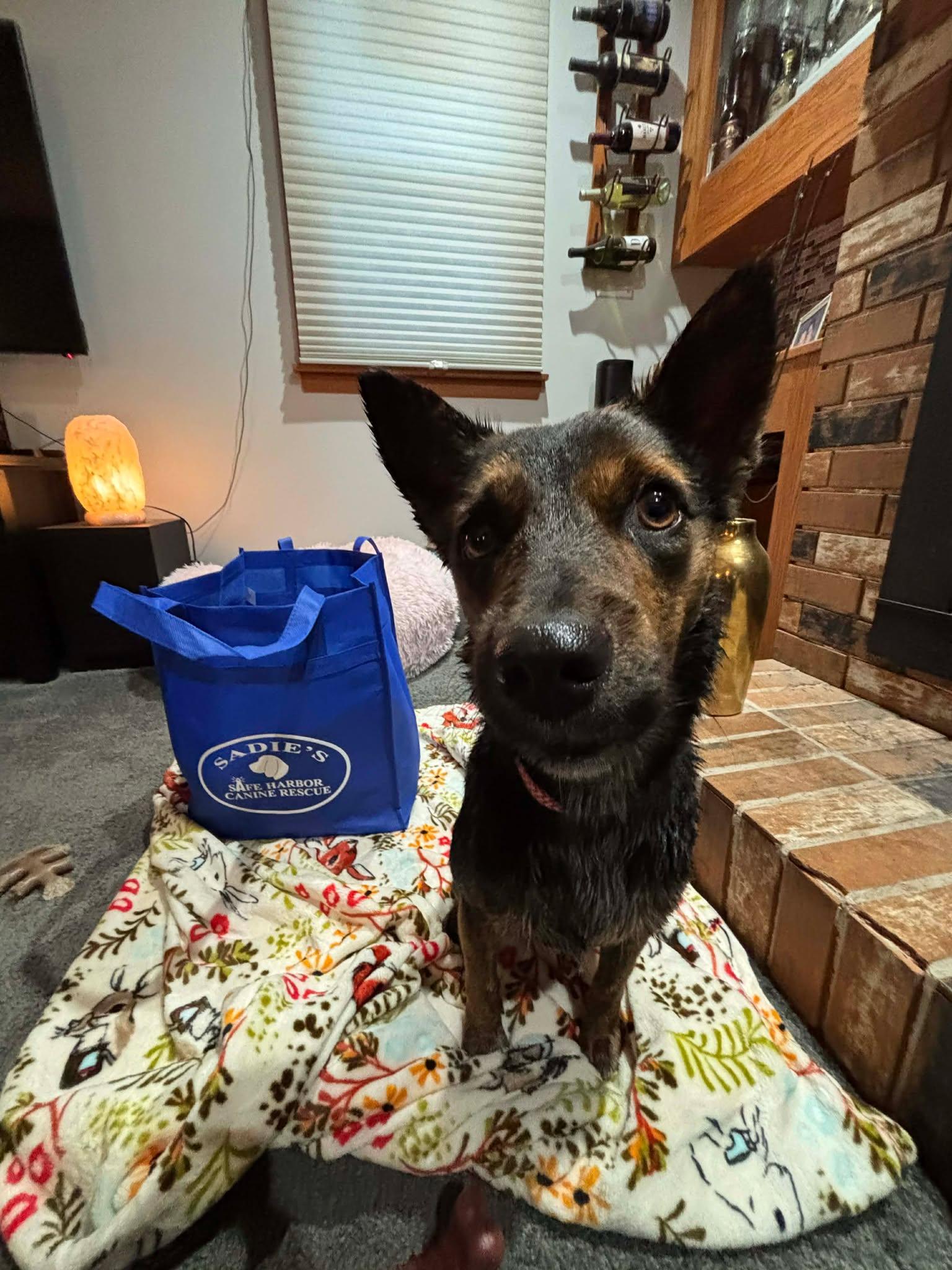 Lyric, a Adopted Cattle Dog in Springville, NY image 3/3