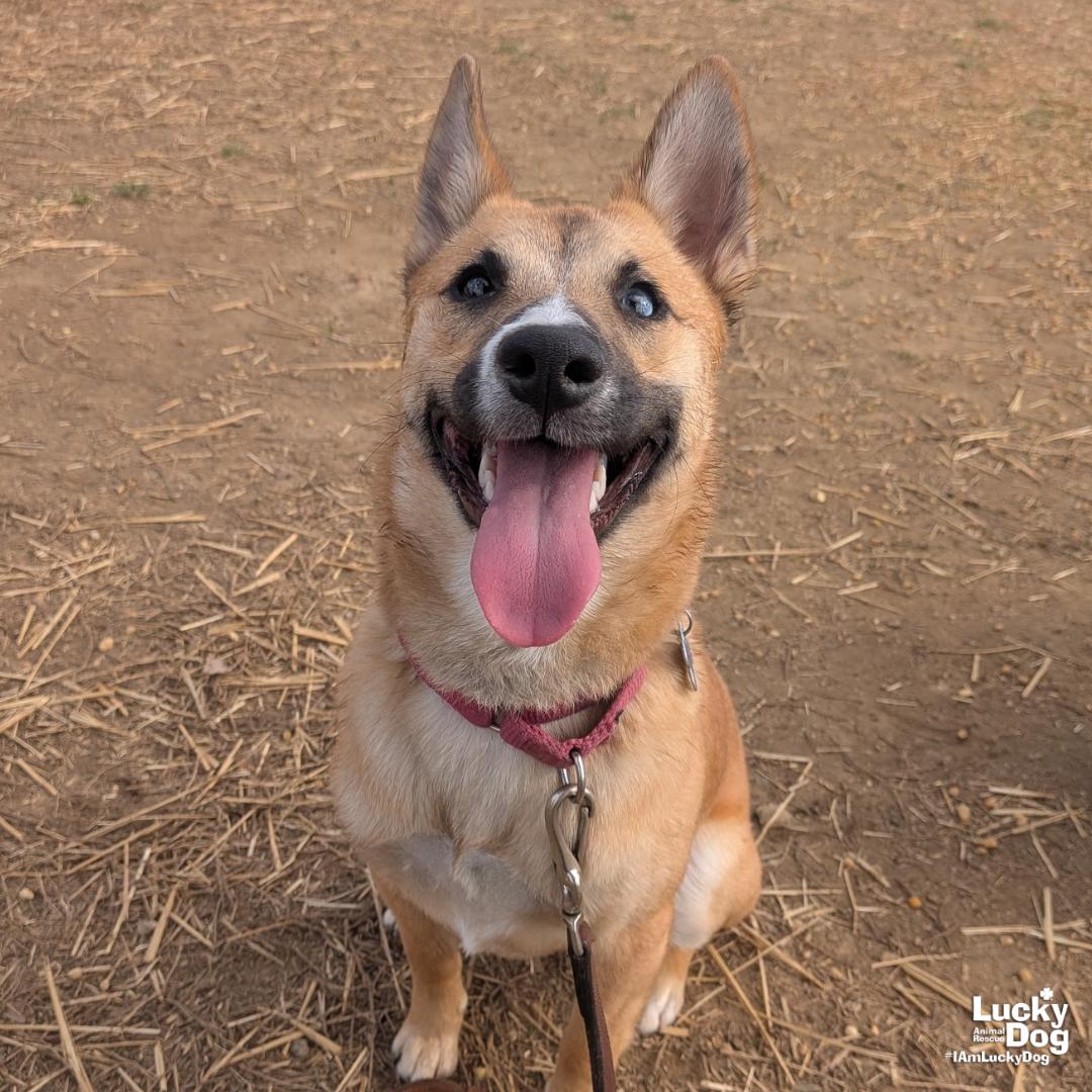 Neoma, Adoptable, Young Female Terrier & Chihuahua.