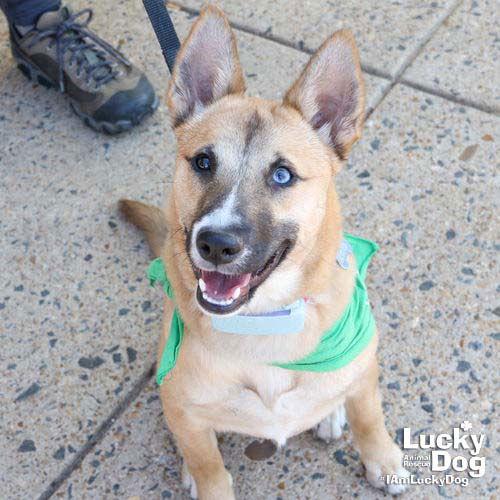 Enlarge Neoma, a Adoptable mixed breed in Washington, DC image 2/3