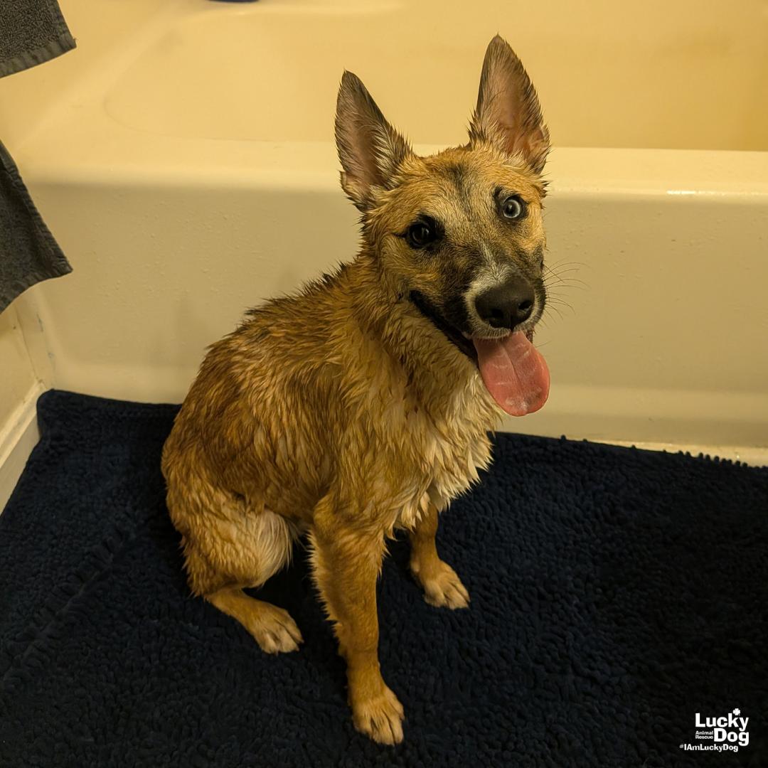 Enlarge Neoma, a Adoptable mixed breed in Washington, DC image 3/3