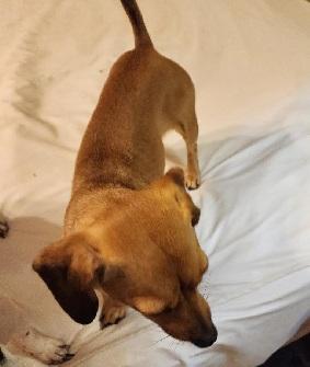 MAPLES, a Adoptable Dachshund in Georgetown, KY image 1/4