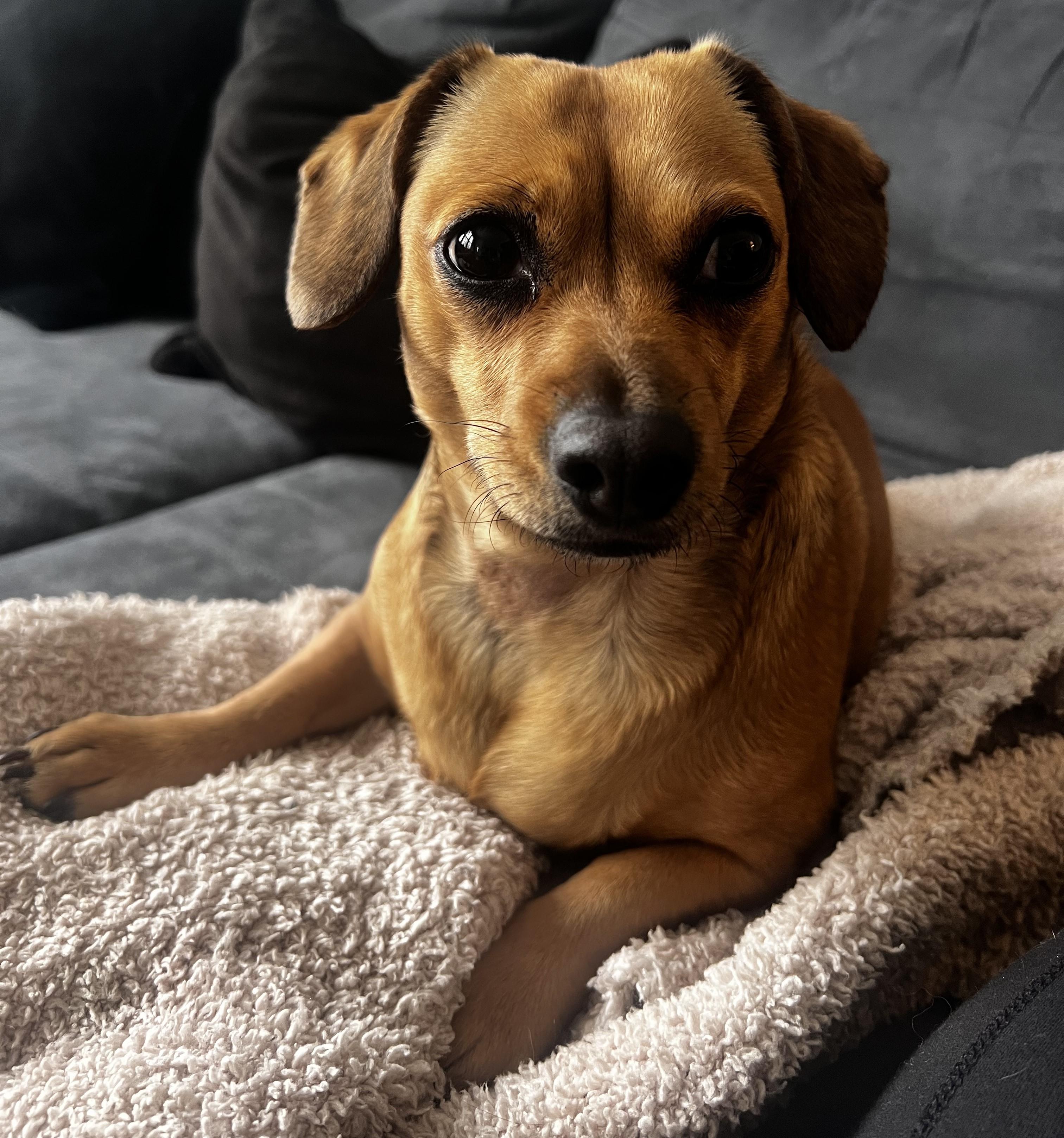 MAPLES, a Adoptable Dachshund in Georgetown, KY image 4/4