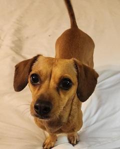 MAPLES, a Adoptable Dachshund in Georgetown, KY image 2/4