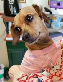 MAPLES, a Adoptable Dachshund in Georgetown, KY image 3/4