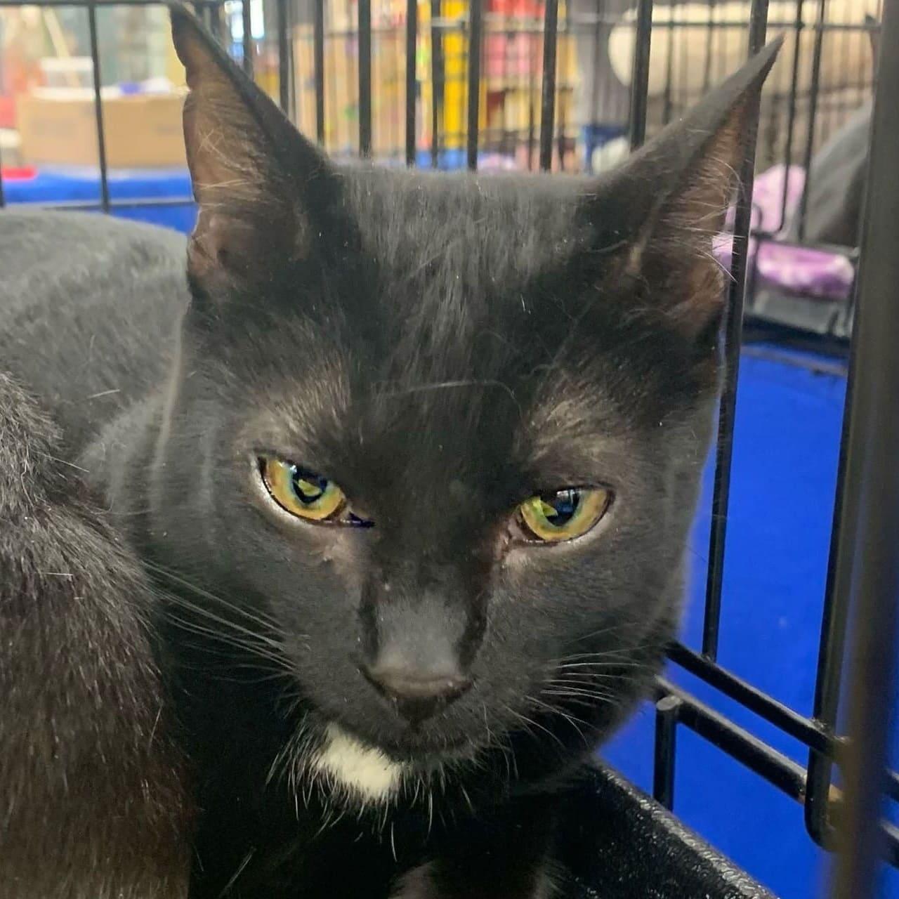 Enlarge Brie, a Adoptable Domestic Short Hair in Tampa, FL image 1/6