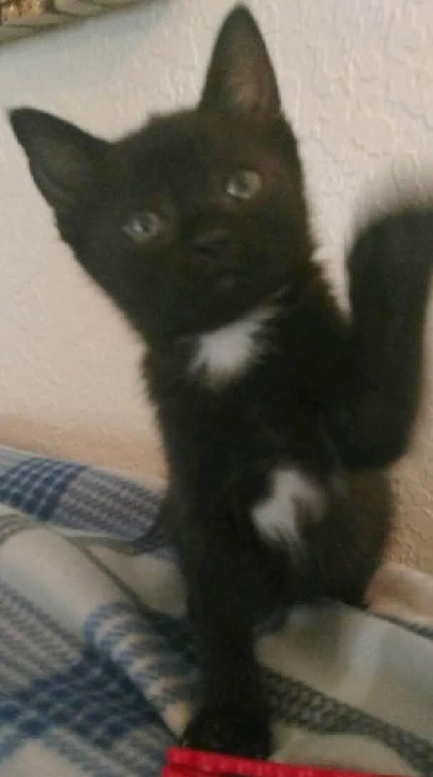 Enlarge Brie, a Adoptable Domestic Short Hair in Tampa, FL image 2/6