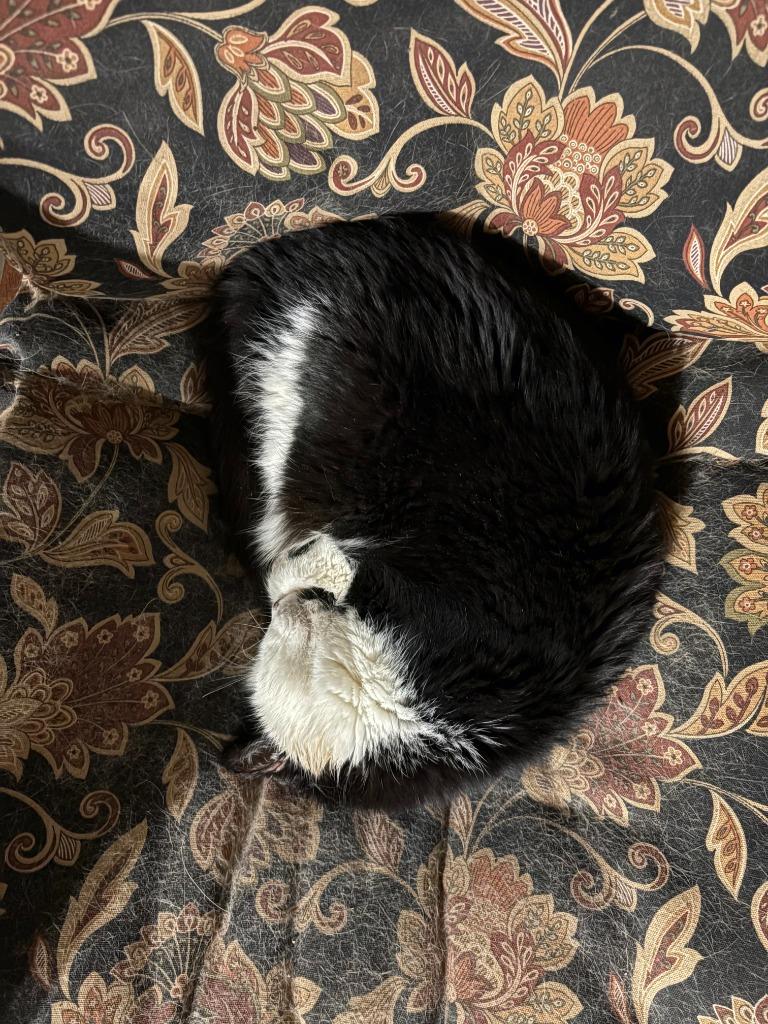 Mr. Maximus, Adoptable, Senior Male Domestic Medium Hair.