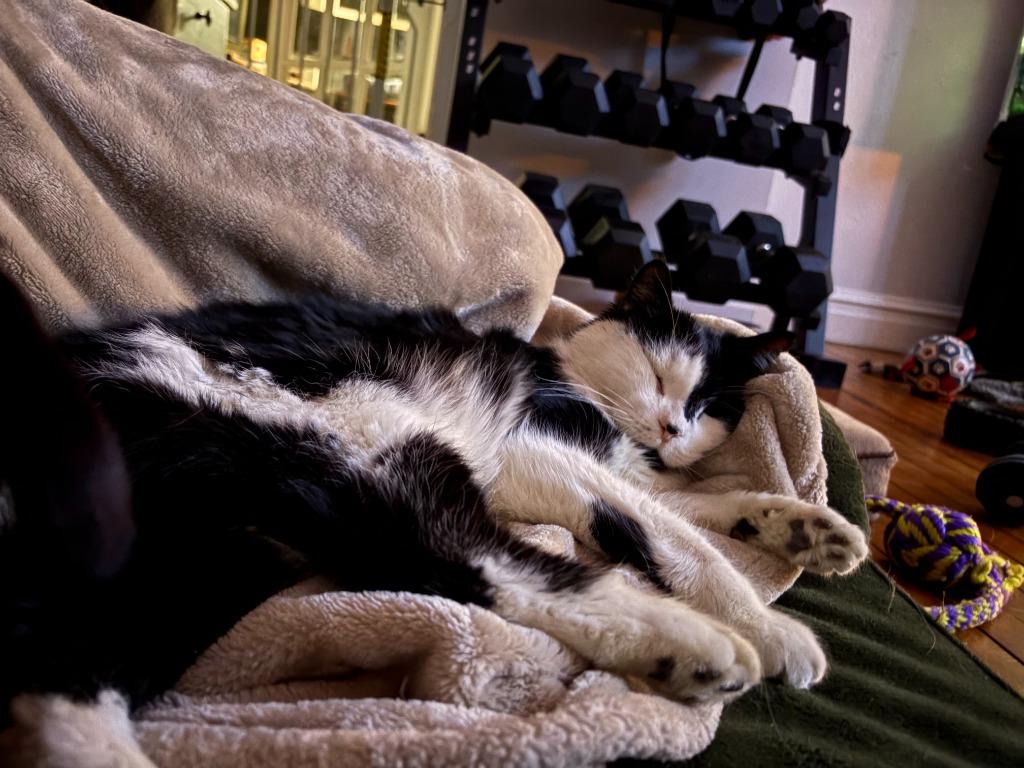 Enlarge Mr. Maximus, a Adoptable Domestic Medium Hair in Cloquet, MN image 2/3