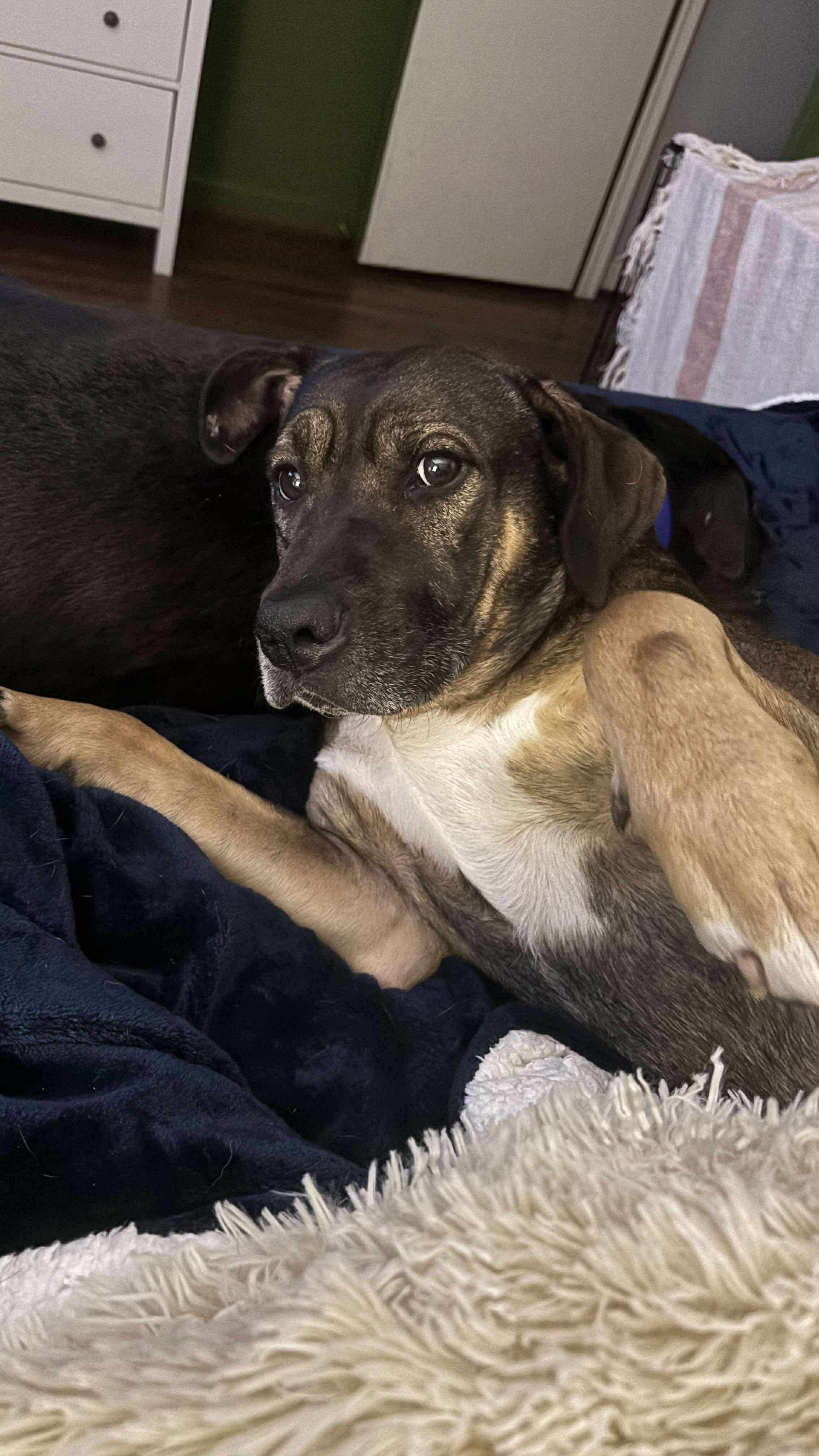 Boone, Adoptable, Adult Male Hound.