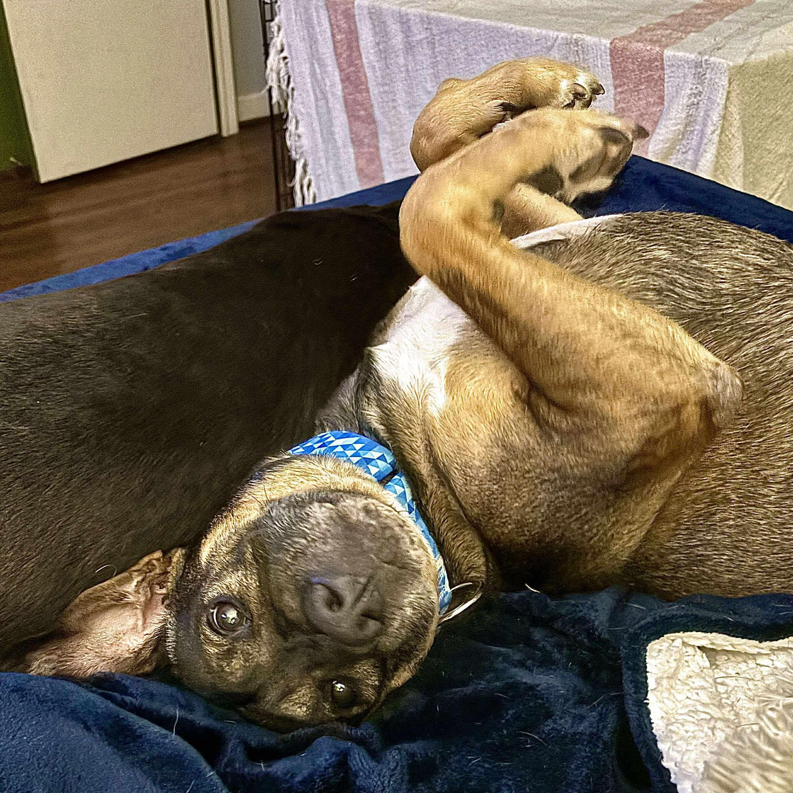 Boone, a Adoptable mixed breed in Yonkers, NY image 2/6