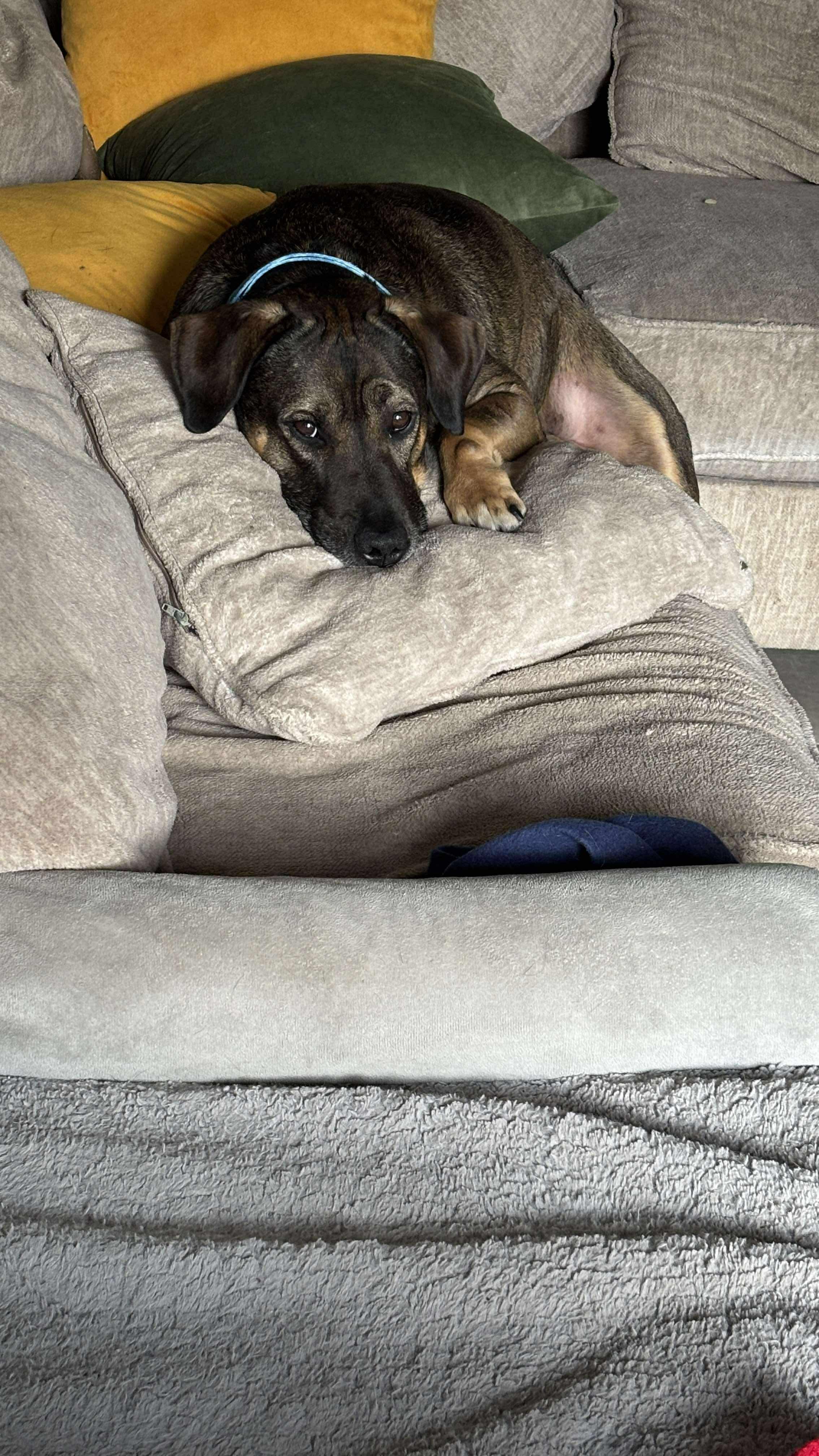 Boone, a Adoptable mixed breed in Yonkers, NY image 3/6