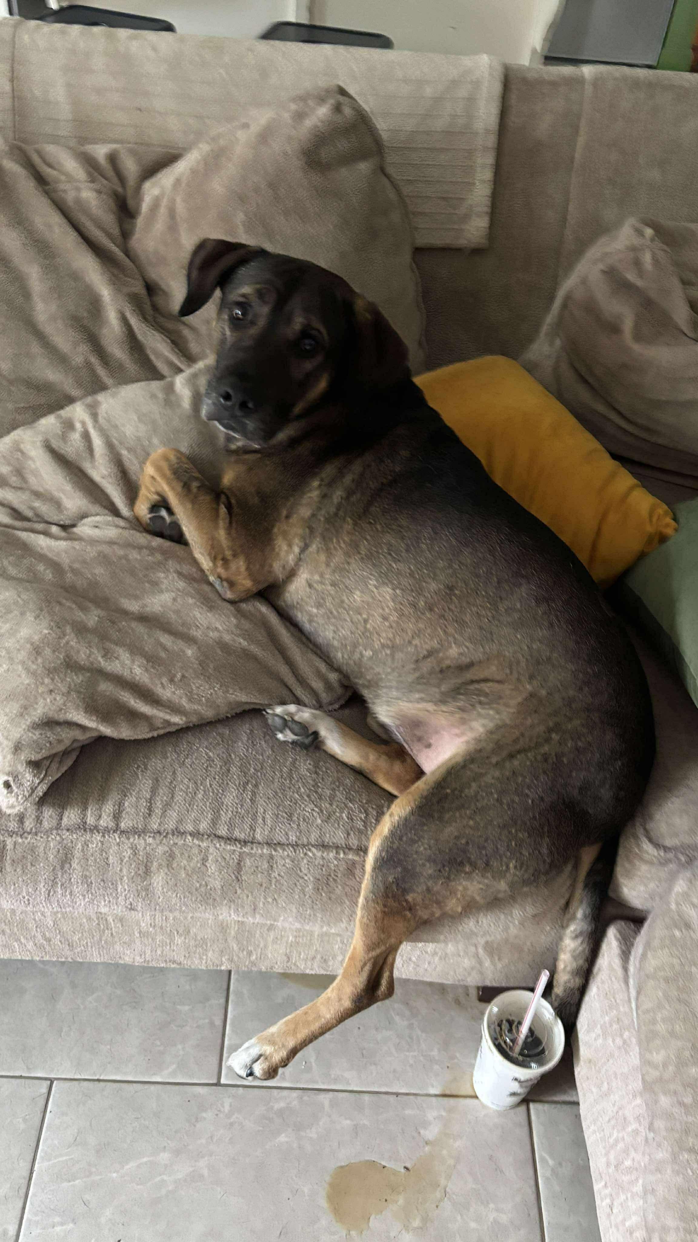 Boone, a Adoptable mixed breed in Yonkers, NY image 4/6