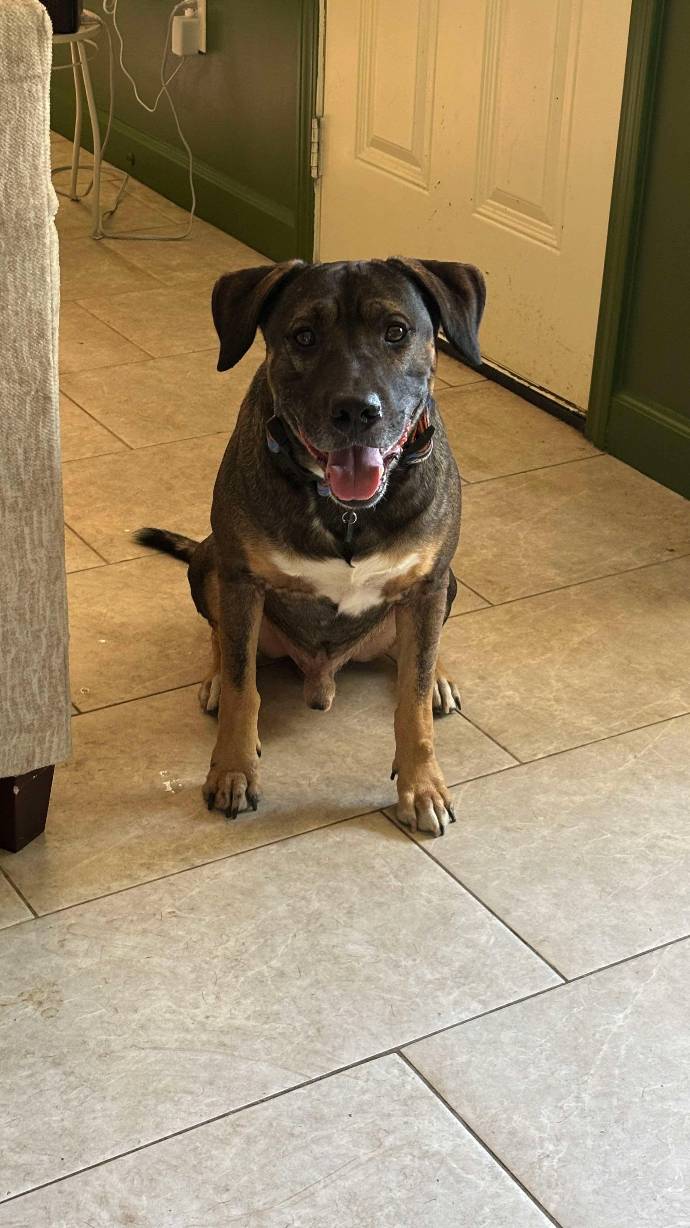 Boone, a Adoptable mixed breed in Yonkers, NY image 5/6