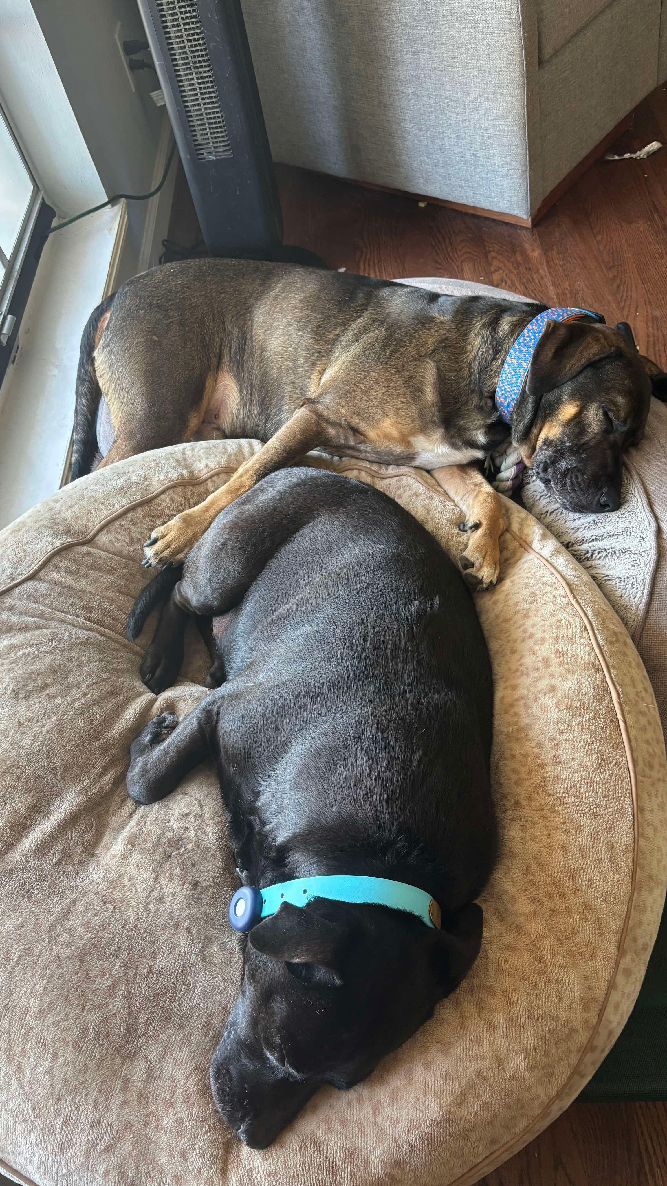 Boone, a Adoptable mixed breed in Yonkers, NY image 6/6