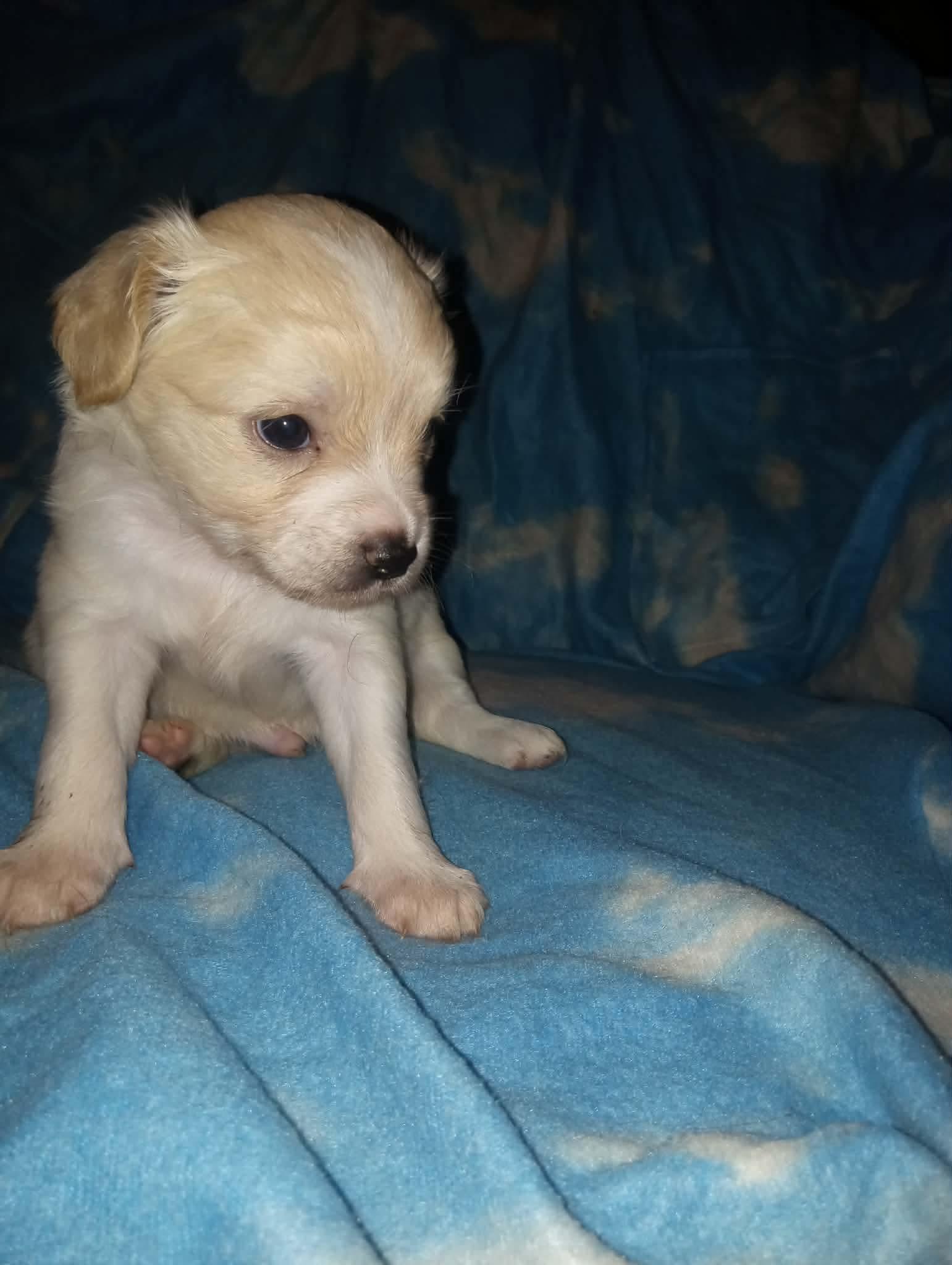 Sprout, Adoptable, Puppy Male Chihuahua.