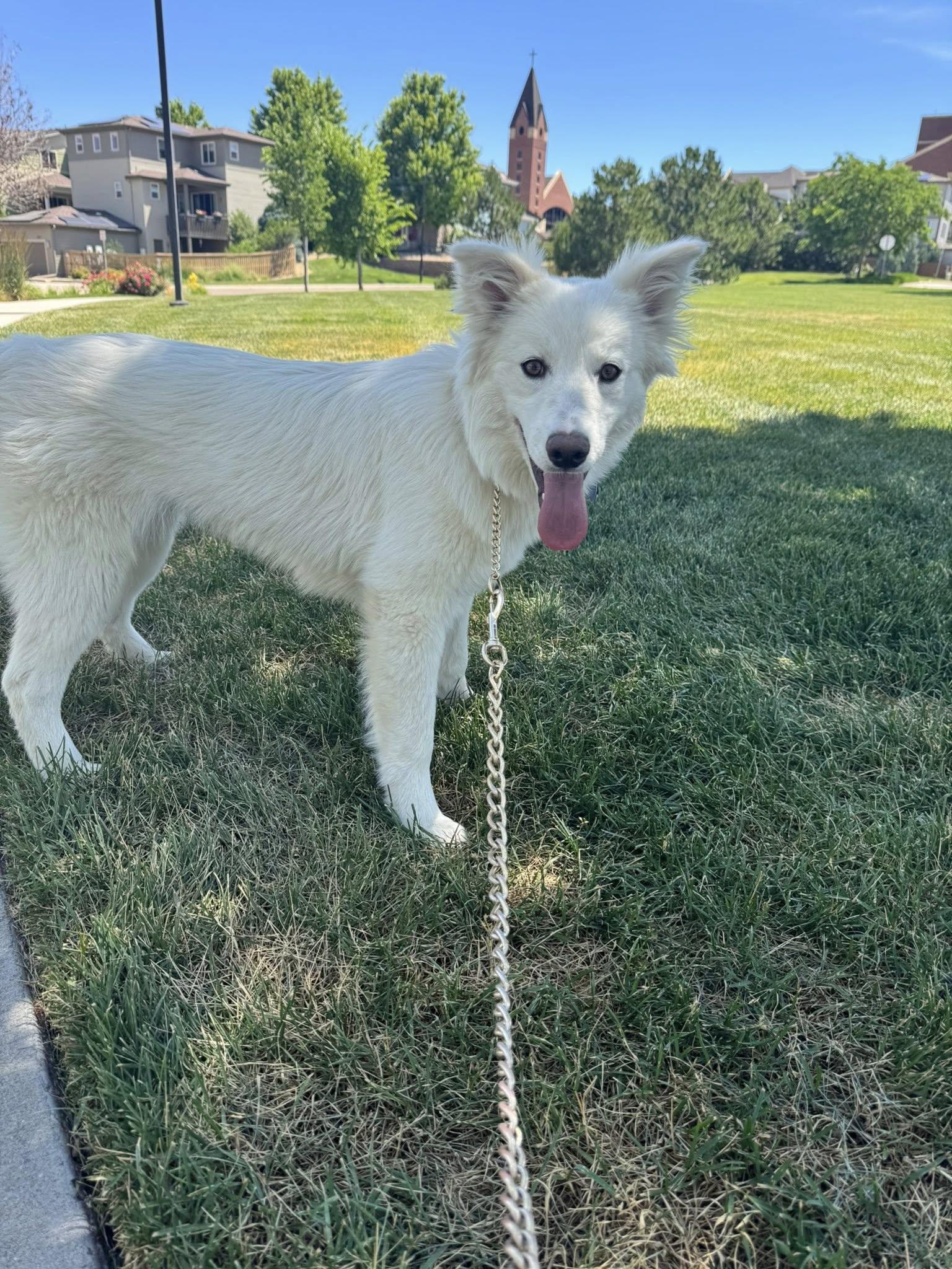 Mint Julep, Adoptable, Puppy Female Alaskan Malamute.