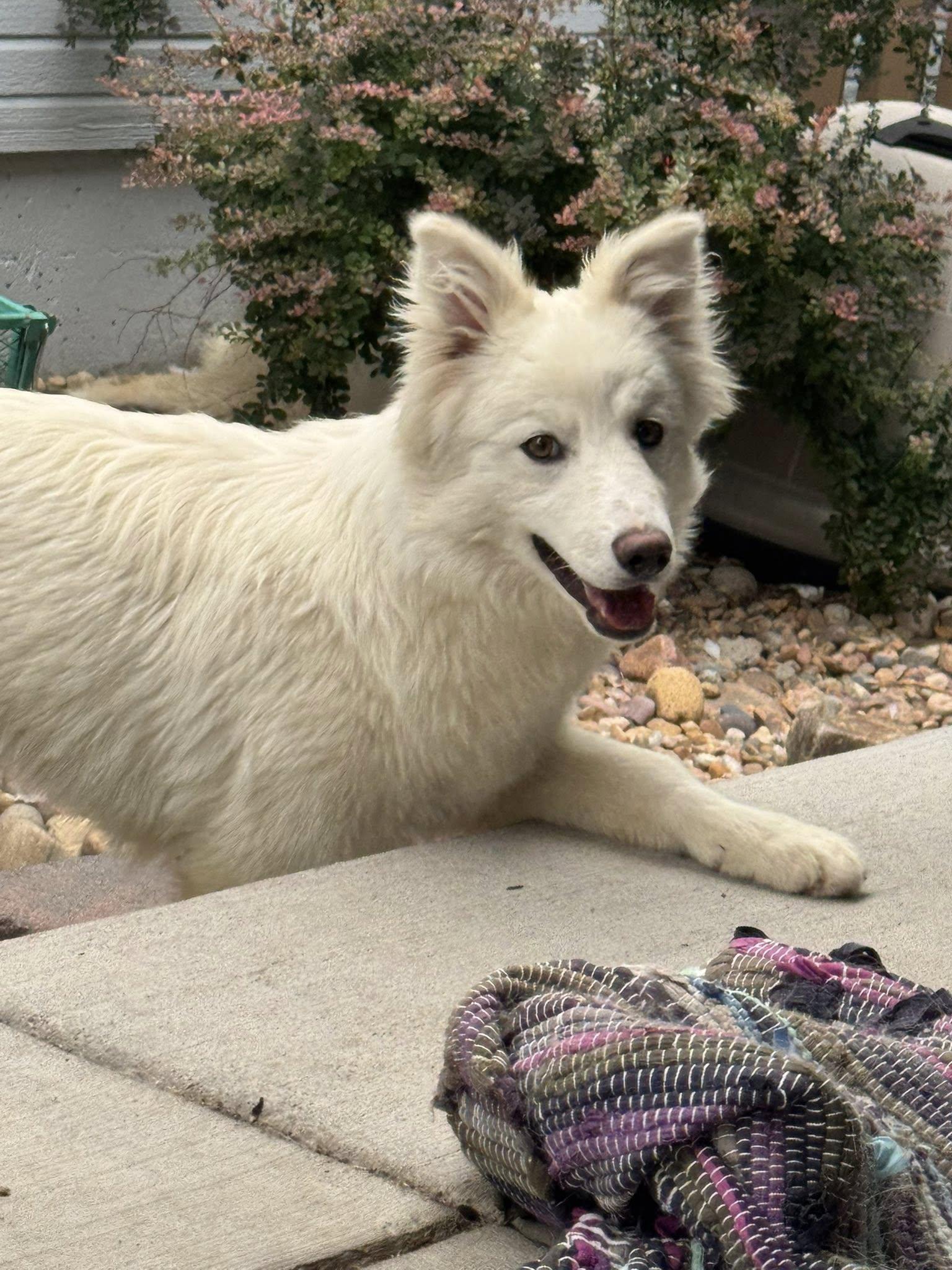 Mint Julep, a Adoptable Alaskan Malamute in Denver, CO image 2/3