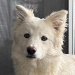 Mint Julep, a Adoptable Alaskan Malamute in Denver, CO image 3/3