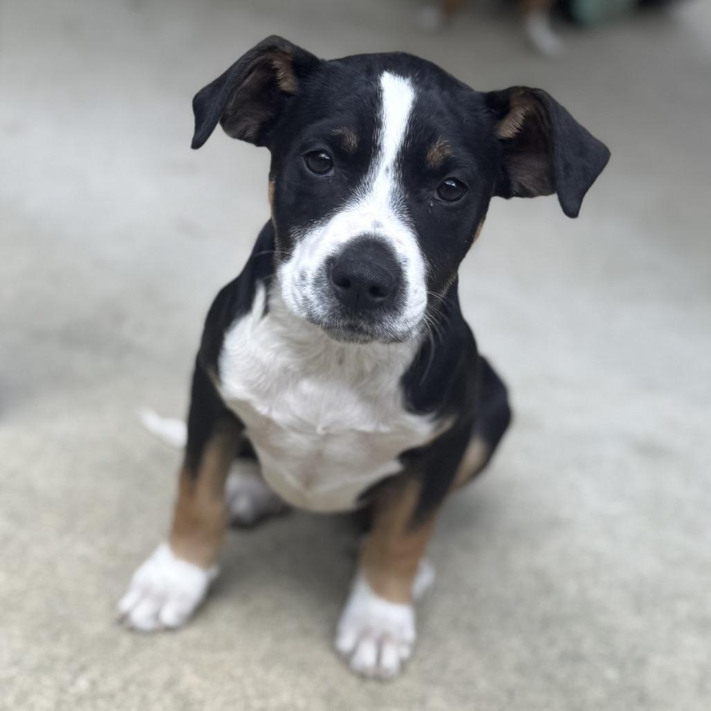 Enlarge Misty, a Adoptable mixed breed in Cabot, AR image 1/1