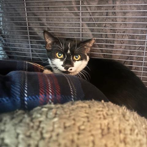 Monroe, Adoptable, Kitten Female Domestic Short Hair.
