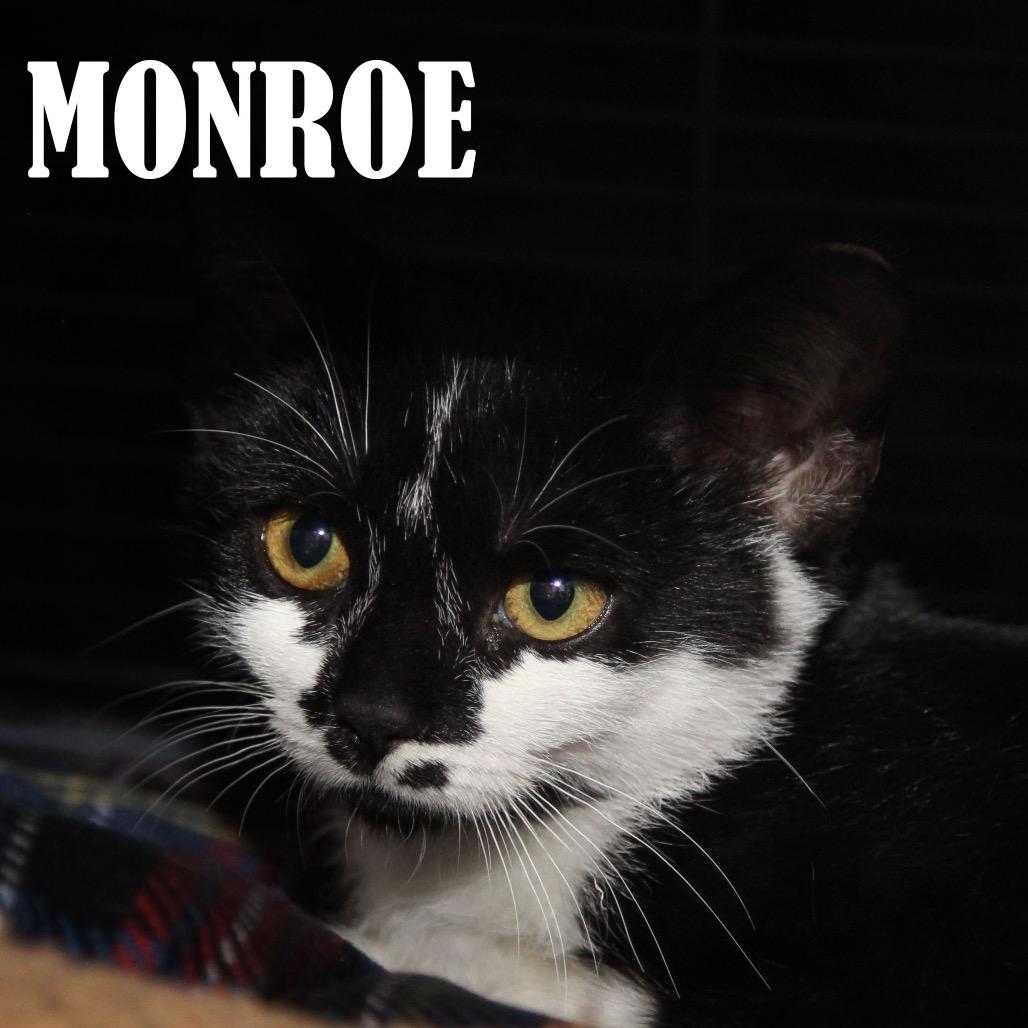Enlarge Monroe, a Adoptable Domestic Short Hair in Mooresville, NC image 2/2