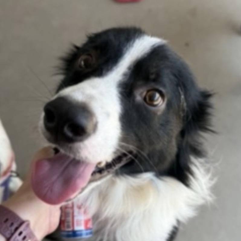 Enlarge Sparky, a Adoptable Border Collie in Collinsville , OK image 1/1