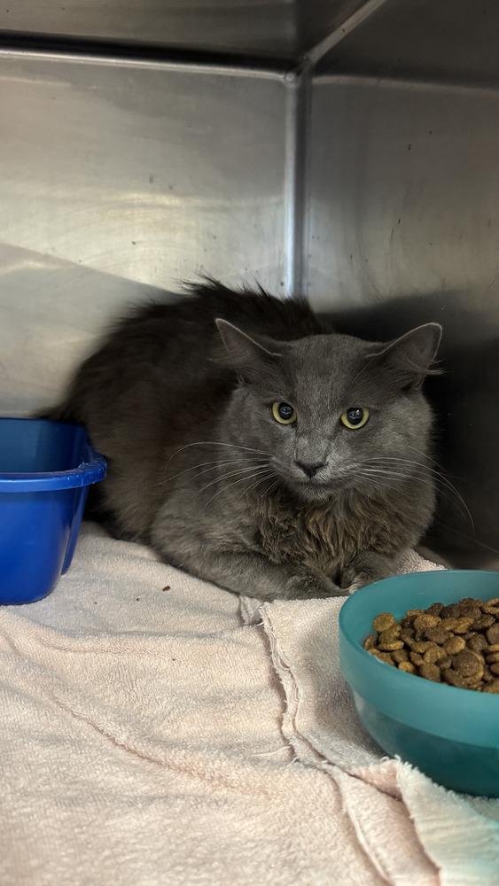 Enlarge Tommy, a Adoptable Domestic Long Hair in Ontario, CA image 1/1