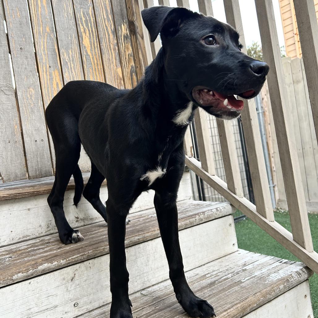 Shadow Smalls — thumbnail 2