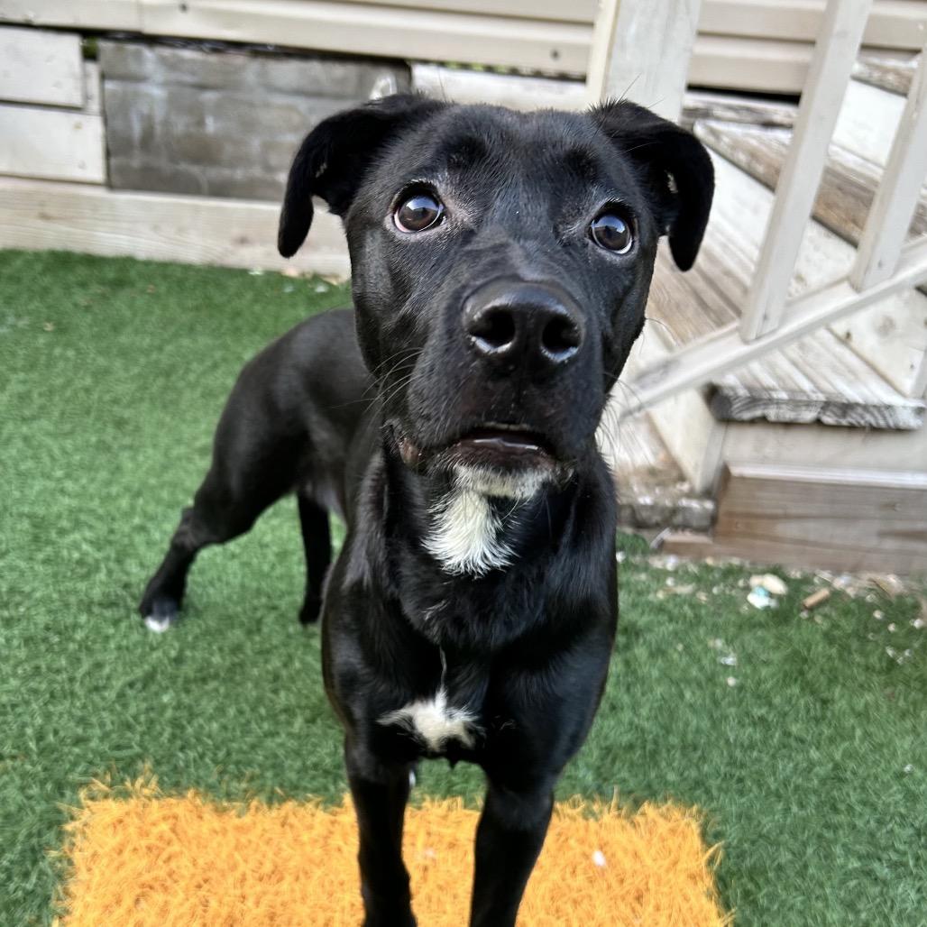 Shadow Smalls — thumbnail 3