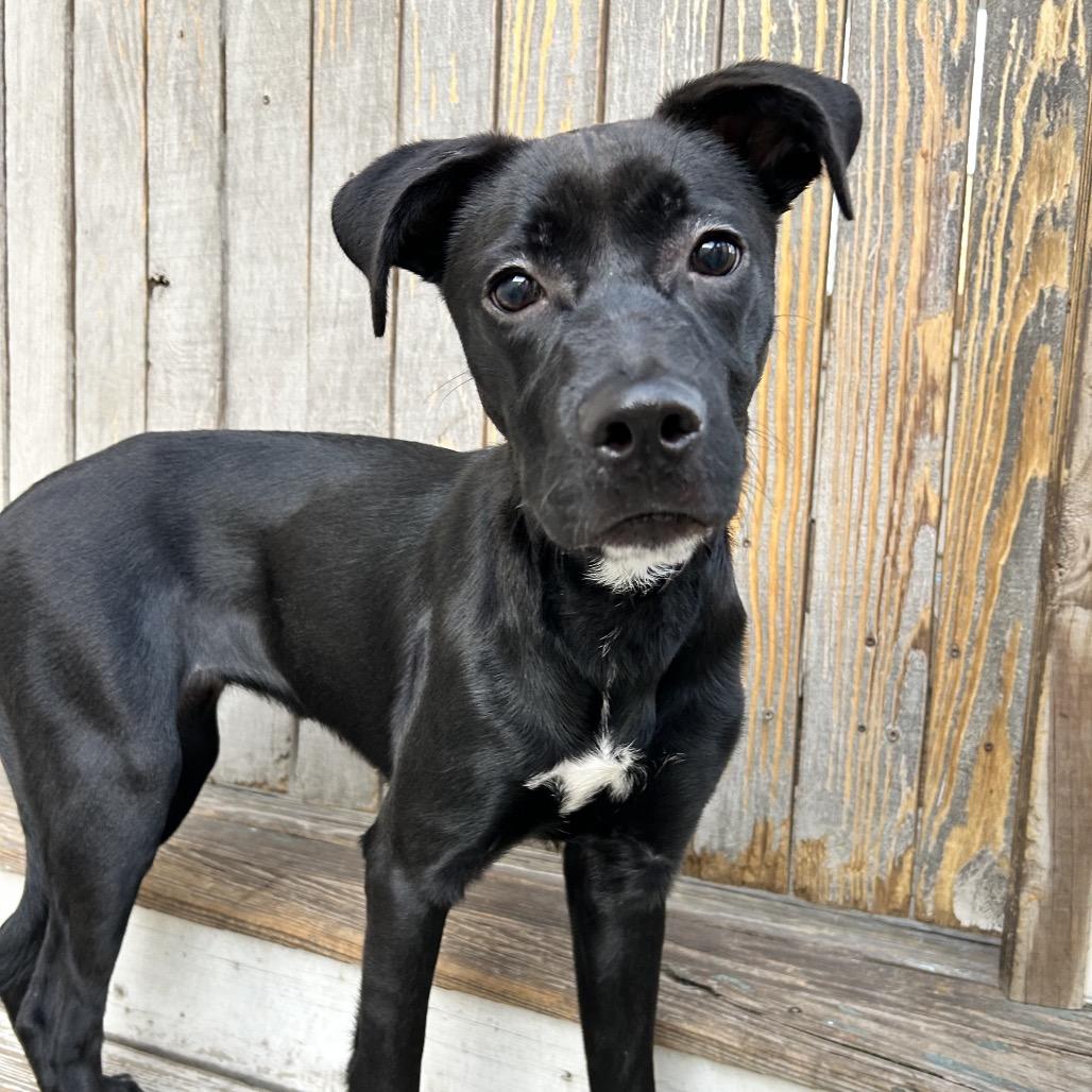 Shadow Smalls — thumbnail 4