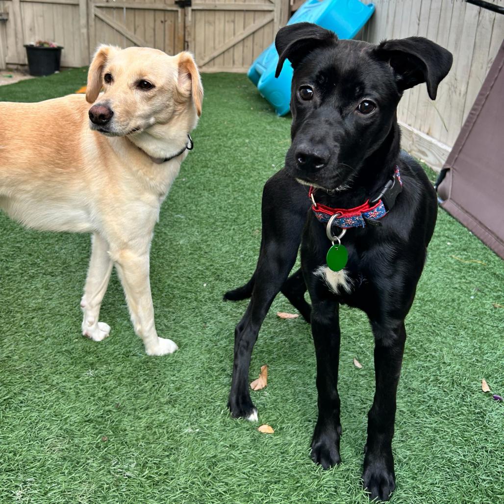 Shadow Smalls — thumbnail 5